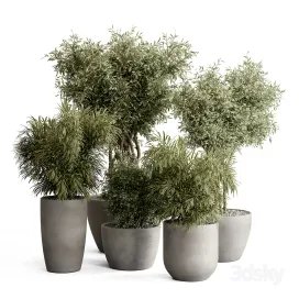 Indoor plant tree bush